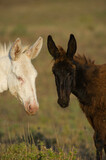 Asinara donkeys (Equus asinus), white and brown, Foresta demaniale di Prigionette. Porto Conte. Alghero.  Sardegna. Italia.