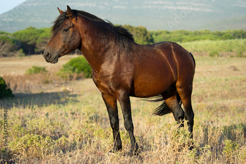 Cavallini bradi della Giara, (Equus caballus). Foresta demaniale di Prigionette. Alghero. Sardegna, Italia *** Local Caption *** Parco regionale di Capo Caccia Porto Conte