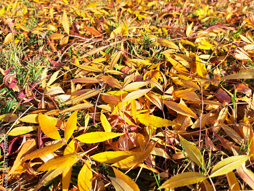 Close-up photo of fallen leaves on the ground, autumn scene