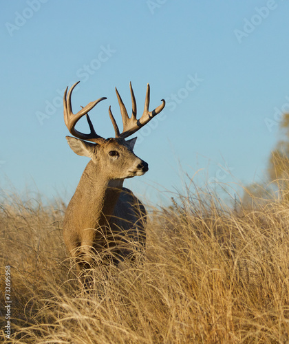 sharply detailed portrait of a Whitetail Deer buck in early morning sunlight