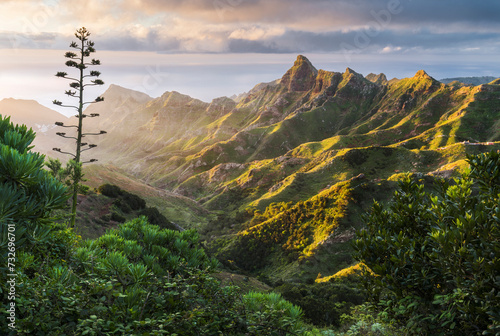 Blick in das Anaga Gebirge, Agave, Rural Park, Teneriffa, Kanarische Inseln, Spanien