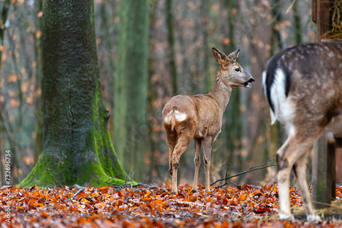 deer in the woods © Tim Kämpfer