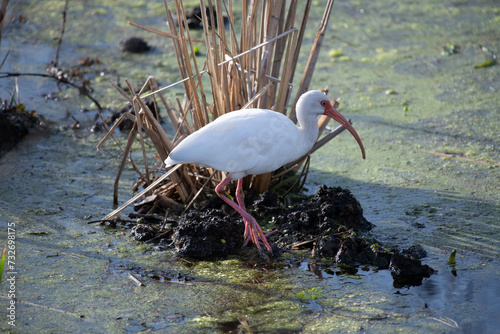 White Ibis in Brazos Bend State Park in Texas