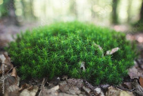 close-up of green moss in the forest bog haircap moss Polytrichum strictum. photo