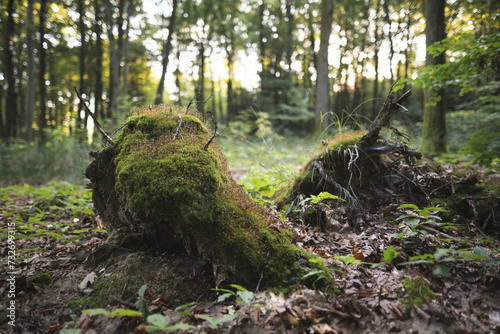 a stump from a tree cut down by loggers in the forest is covered with moss