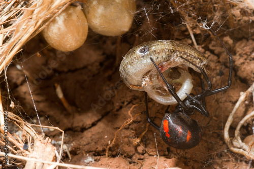 Vedova nera, black widow