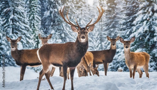 a noble deer male with female in the herd against the background of a beautiful winter snow forest artistic winter landscape christmas image © Alexander