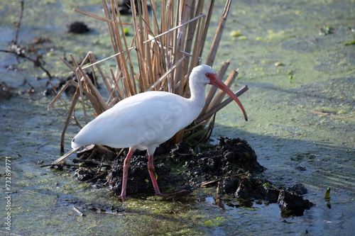 White Ibis standing in Brazos Bend State Park, Texas, side view
