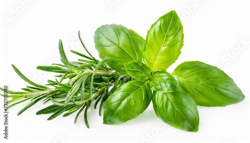 fresh green organic basil and rosemary leaves isolated on white background with clipping path transparent background and natural transparent shadow basil and rosemary herb collection for design