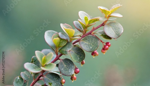 magellan barberry berberis microphylla calafate a branch of a shrub with leathery leaves in a natural habitat close up on a delicate background