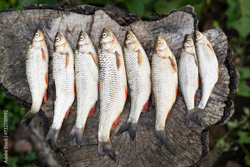 a beautiful catch of fish laid out by a fisherman on a board photo