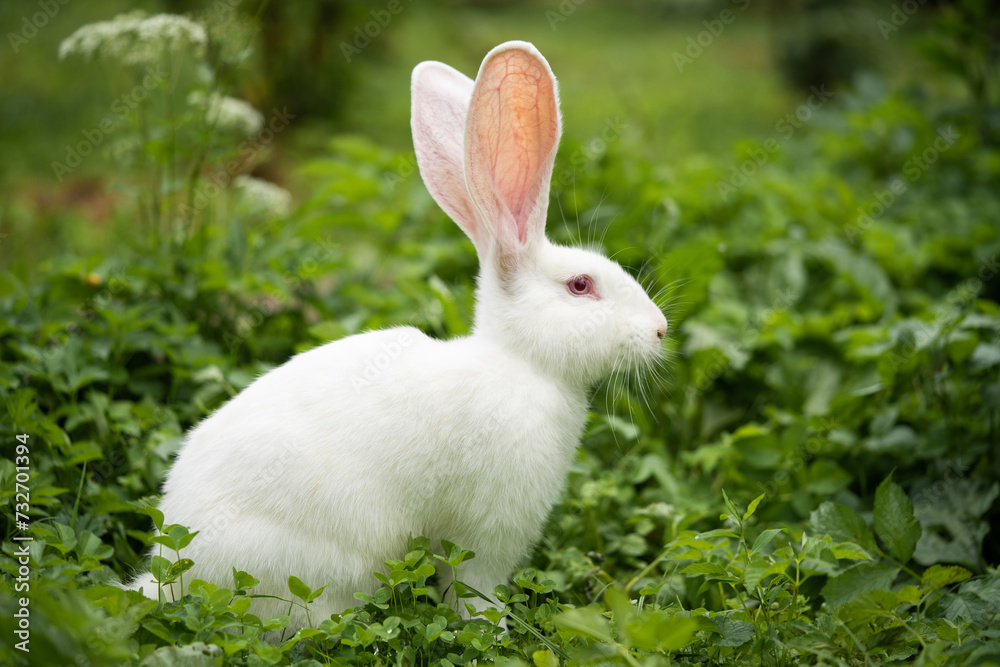 a beautiful white domestic rabbit is grazing and walking outdoors a beautiful white domestic rabbit is grazing and walking outdoors