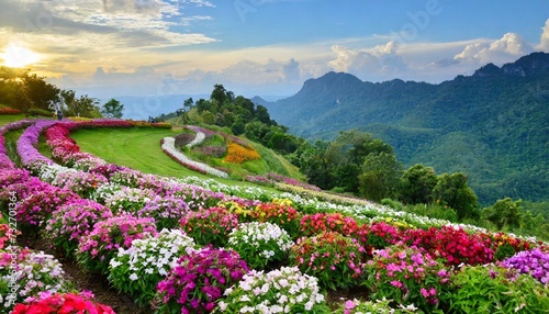 mountain flower garden in thailand