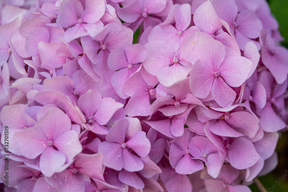 beautiful pink hydrangea flowers in the garden