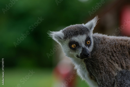 Fototapeta Naklejka Na Ścianę i Meble -  Lemur in the wild