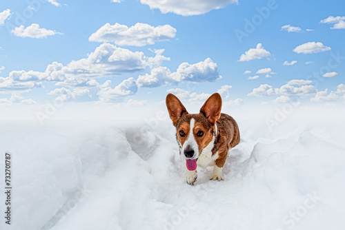 Fototapeta Naklejka Na Ścianę i Meble -  Dog. Welsh corgi Pembroke. A smiling purebred dog runs through the snow. Pet