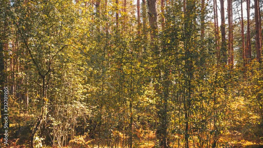 Summer Autumn Forest Transition. Autumn Mood Timelapse. Season Change Concept. Forest Shrubs Green Trees Turn Yellow Autumn. From Summer Green To Autumn Yellow. Time Lapse, Time-lapse. Fall Coming. Summer Autumn Forest Transition. Autumn Mood Timelapse. Season Change Concept. Forest Shrubs Green Trees Turn Yellow Autumn. From Summer Green To Autumn Yellow. Time Lapse, Time-lapse. Fall Coming.