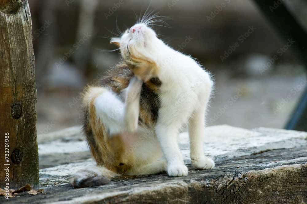 Fototapeta premium gatto domestico