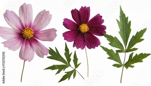 pressed and dried flower cosmos with green leaves isolated on white background for use in scrapbooking floristry or herbarium