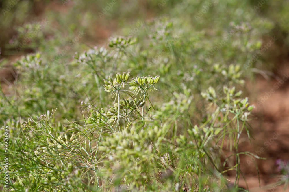 cumin seed plants on man hands isolated white background,cumin plants and cumin seed on man hands beautiful view,agriculture of cumin seed,isolated cumin seed cumin seed plants on man hands isolated white background,cumin plants and cumin seed on man hands beautiful view,agriculture of cumin seed,isolated cumin seed