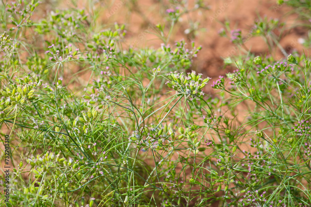 cumin (zira) on a farm in Gujarat India,Cumin cultivation and plants