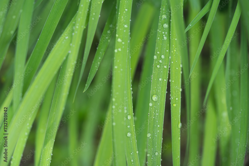 beautiful droplets after rain on a green leaf beautiful droplets after rain on a green leaf