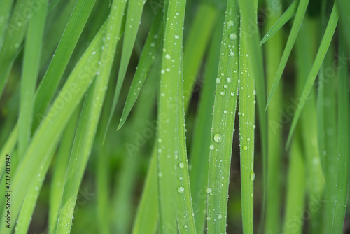 beautiful droplets after rain on a green leaf