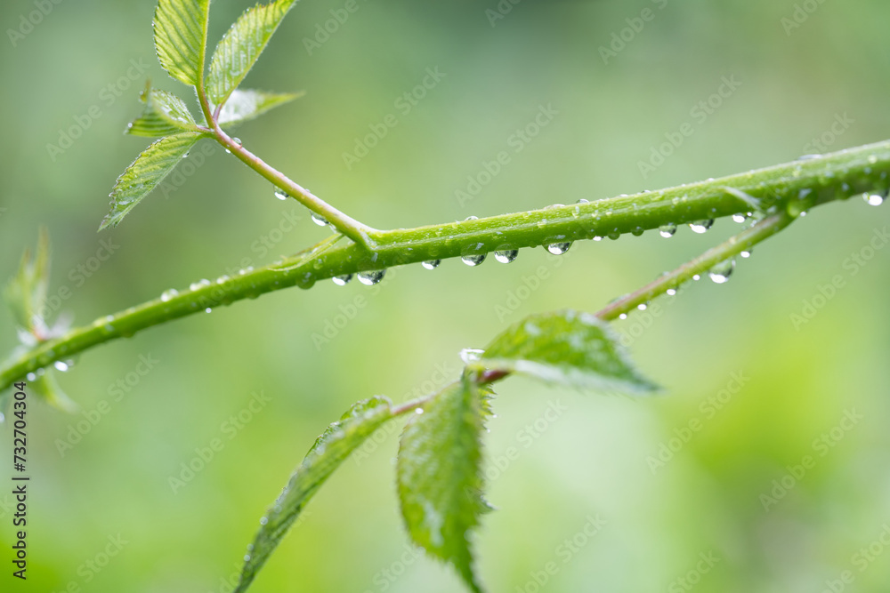 close-up of water droplets on a plant stem close-up of water droplets on a plant stem