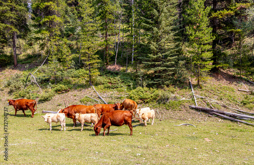 Cattle Grazing, Kananaskis County, Alberta, Canada photo