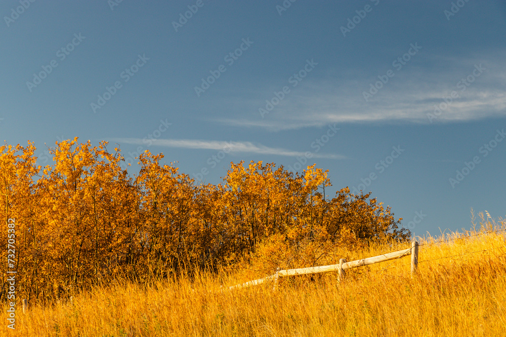 Fototapeta premium Fall colours on the edge of town. Calgary, Alberta, Canada