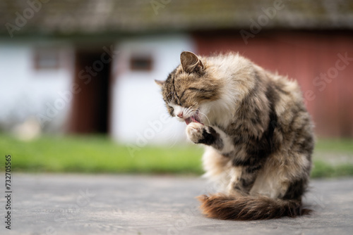 Vászonkép a beautiful fluffy cat washes itself in the yard