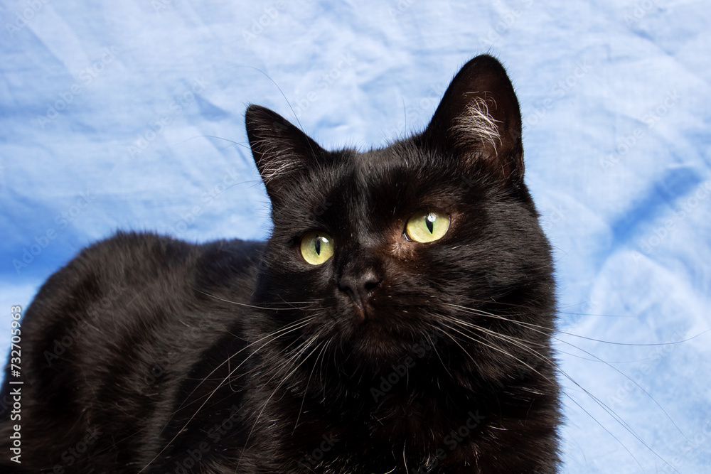 Cute black cat on blue background, closeup portrait