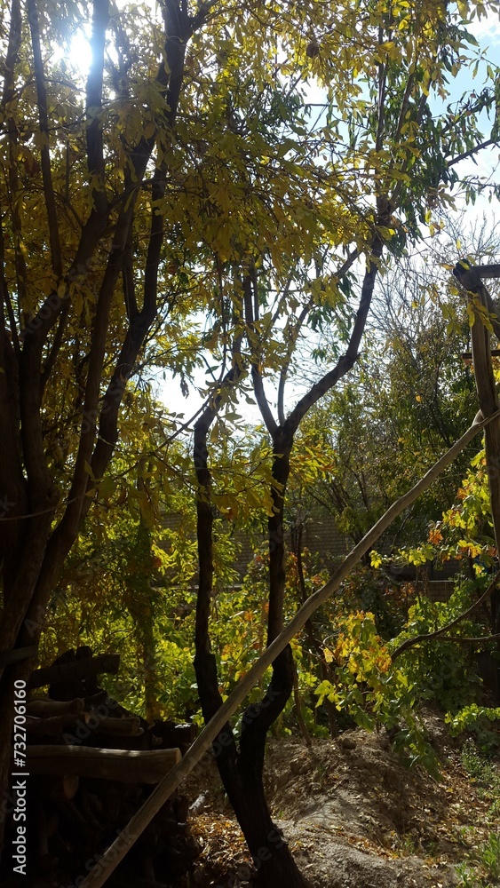 baum, natur, wald, green, baum, holz, park, herbst, landschaft, blatt, sommer, blatt, holz, ast, himmel, pflanze, frühling, alt, kofferraum, gras, ast, laub, auflösungszeichen, gross, umwelt