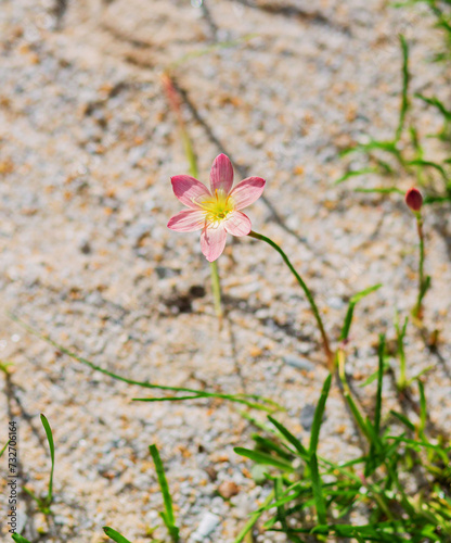 pink flowers on a sandy background
