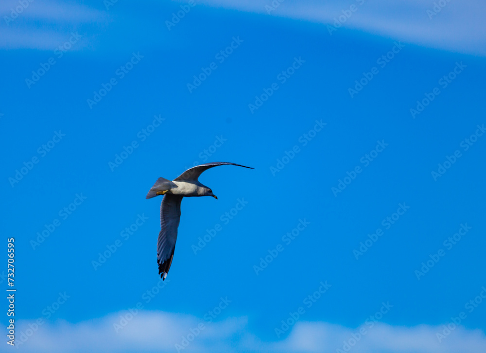 The ring-billed gull (Larus delawarensis), a bird flies against the sky above a lake in New Jersey