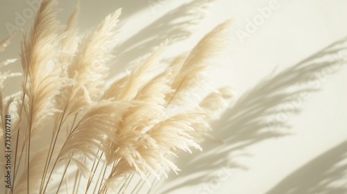 Golden Serenity Pampas Grass and Shadows