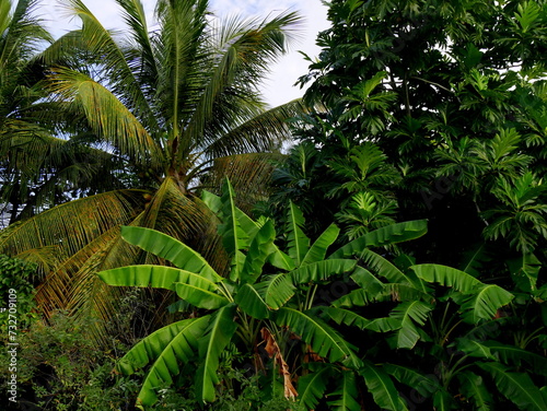 tropical plant producing fruits and food : banana plant, coconut tree and breadfruit tree