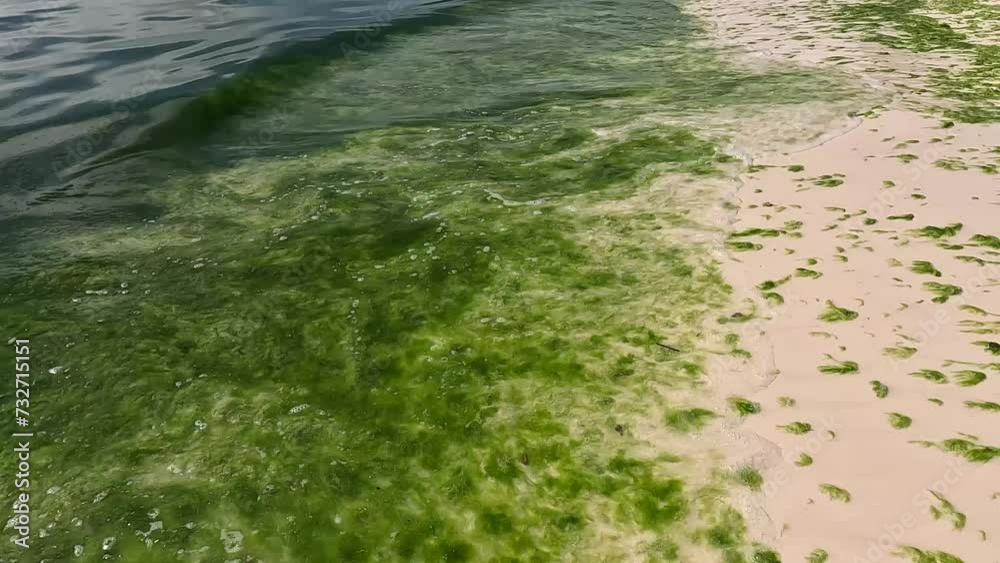waves and seaweed on the coast of Boracay island waves and seaweed on the coast of Boracay island