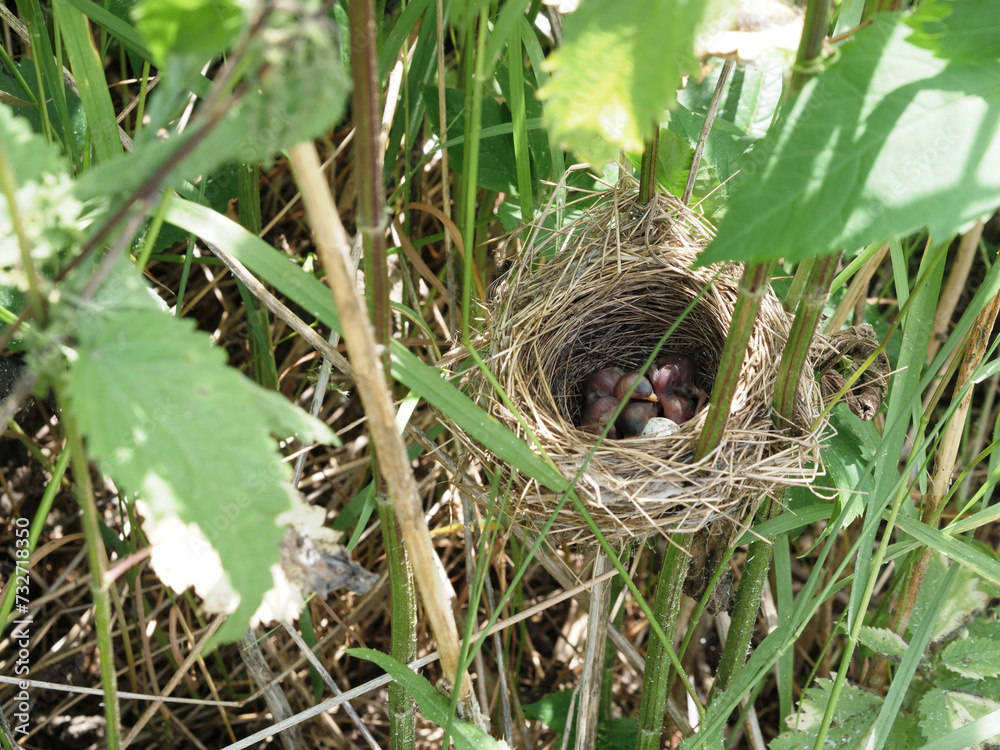 Nest of field bird with newborn chicks in tall dense grass Nest of field bird with newborn chicks in tall dense grass