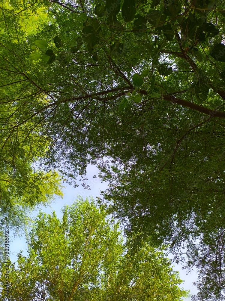 trees in the forest, green forest in morning, Trees covering the sky, trees in the spring season. trees in the forest, green forest in morning, Trees covering the sky, trees in the spring season.