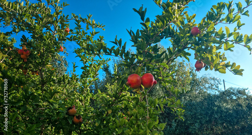 The pomegranate tree, Punica imprezaum, is a beautiful red fruit ripening on a tree in a Greek orchard on the island of Crete. The punica fruit has hundreds of small balls inside which contain small, 