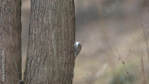 Treecreeper bird climbing vertically on a tree trunk searching for food photo