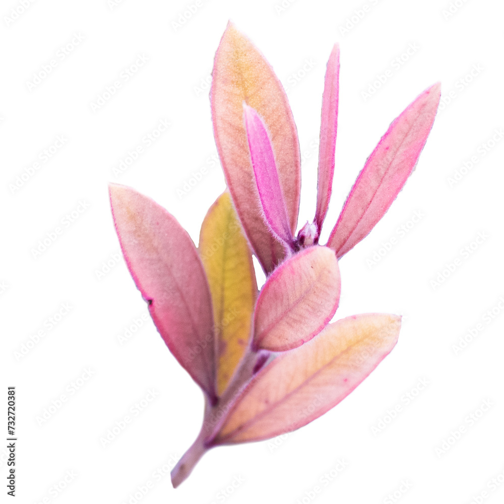 Fototapeta premium Pink leaves on branch in autumn photo on white background. Colorful bush in the garden png photo.