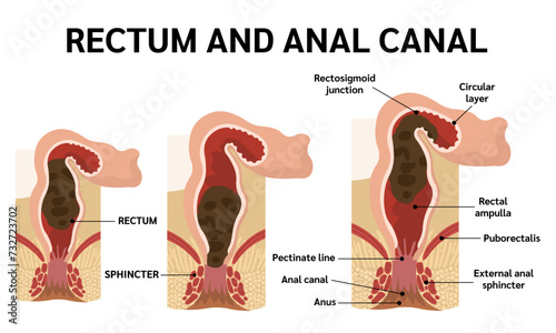 RECTUM AND ANAL CANAL,ANATOMY OF ANAL CANAL