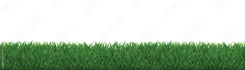 Fototapeta premium green grass background