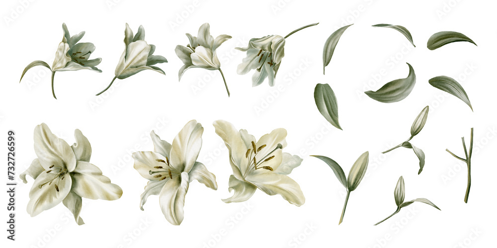 Watercolor set of white lilies. Flowers, buds, leaves, stems. Decoration for wedding, Communion, christening, decoration of religious printed products. - obrazy, fototapety, plakaty 