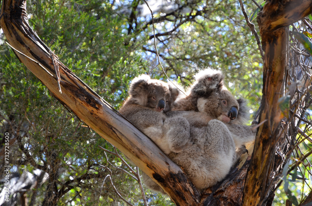 Obraz premium Koala Familie