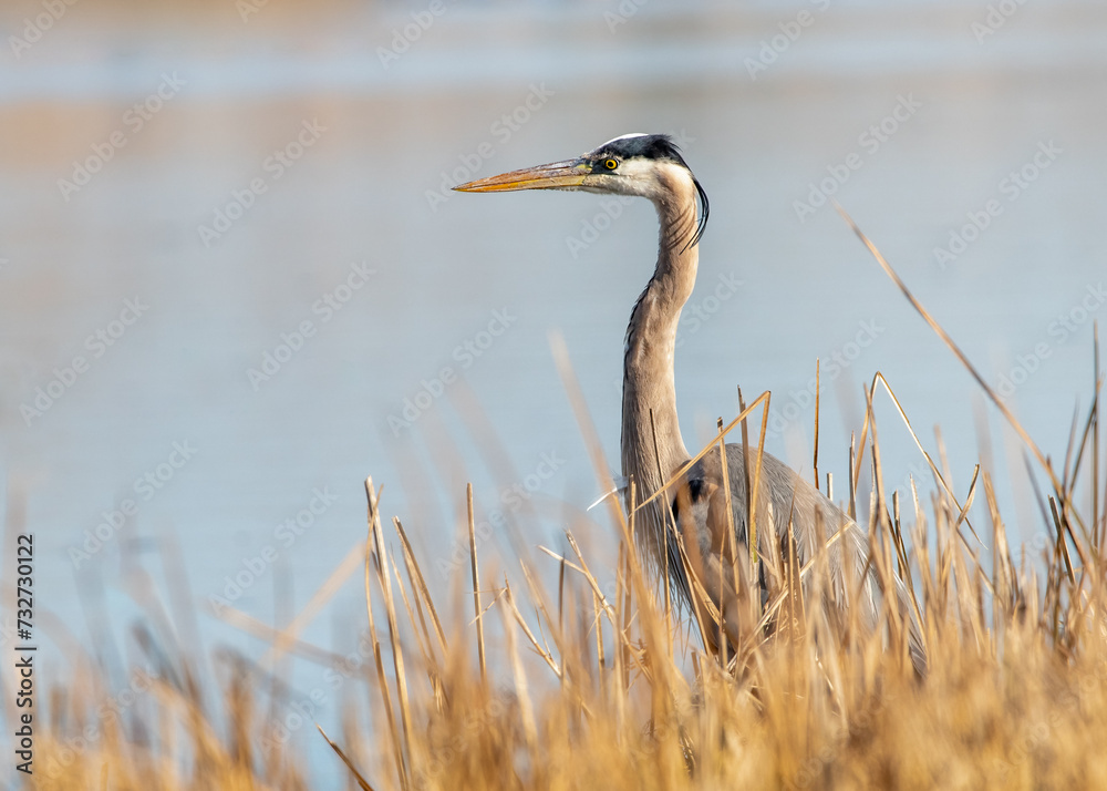 Naklejka premium Great Blue Heron in the Marsh
