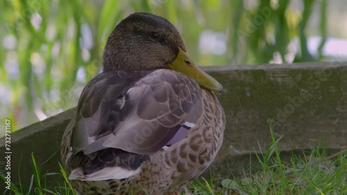 bird female mallard duck roosting, rests against board at edge of pond, willow branches and water in background photo