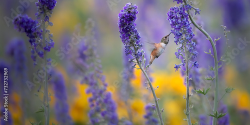 Larkspur Hummingbird